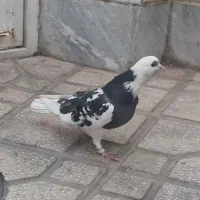 کفتر
