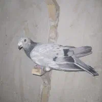 کبوتر آلمانی و رنگه