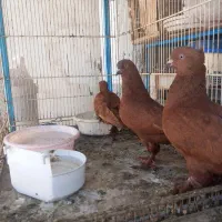 کبوتر
