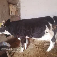 فروش گاو گوساله دار  و ابستن|حیوانات مزرعه|وردشت, |دیوار