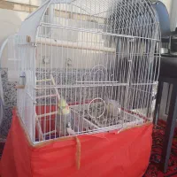 عروس هلندی