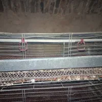 قفس|لوازم جانبی حیوانات|گناباد, |دیوار