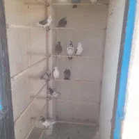 ۱۲ کفتر بدرد بخور ب شرط