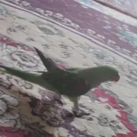 شاه طوطی