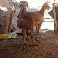 بره ماده چینی