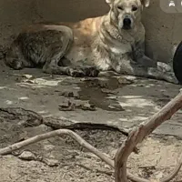 سگ ماده خراسانی