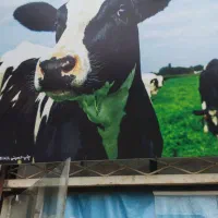 کارگر جهت کار در گاوداری