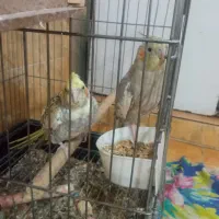 عروس هلندی جفت