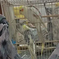 سه عدد عروس هلندی