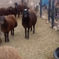 بره قوچی همو و هترو نژاد دار|حیوانات مزرعه|تایباد, |دیوار