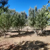 باغ گردو وبادام|فروش دفتر صنعتی، کشاورزی، تجاری|ایلام, |دیوار