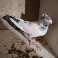 کفتر پرشی سالم کله دم سبز با نر خال قرمز