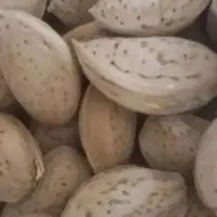 فروش عمده وخرده بادام سنگی، مامایی وشاهرود7و8