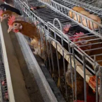 مرغ پایان دوره