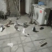 کفتر