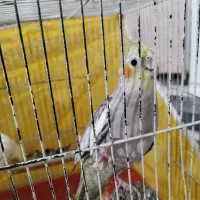 عروس هلندی مرغ عشق فنچ|پرنده|مشهد, همت آباد|دیوار