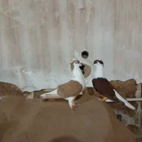 دوبال
