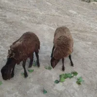 بره ماده|حیوانات مزرعه|فراغی, |دیوار