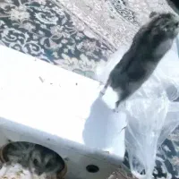 دو عدد همستر مینیاتوری