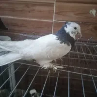 چهار عدد کبوتر|پرنده|شیراز, سعدیه شمالی|دیوار