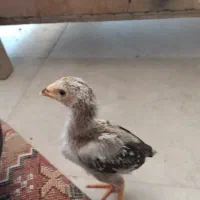 جوجه لاری
