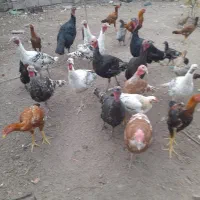 بوقلمون طبیعی|حیوانات مزرعه|مشگین شهر, |دیوار