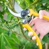 باغبانیان و درختکاری