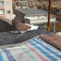 کبوتر شازده نقش