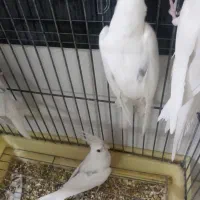 عروس هلندی دوکت البینو وایت البینو تکخال