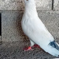 کبوتر|پرنده|کلاله, |دیوار