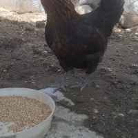 مرغ محلی تخمگذار