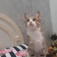 گربه گمشده در محدوده الهیه|حیوانات|مشهد, الهیه|دیوار