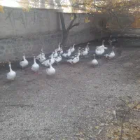 غاز محلی و قو|حیوانات مزرعه|مشگین شهر, |دیوار