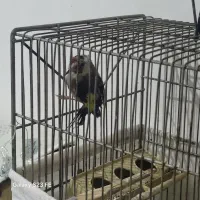 سهره ماده ۲ ساله