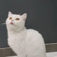 آسکاتیش آنفولدماده