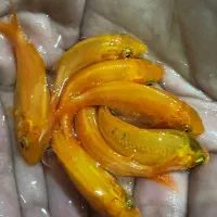 ماهی کوی ژاپنی زیر خاکی