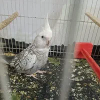 اگهی بخون هرکی از این نوع عروس هلندی داره معاوضه