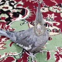 عروس هلندی