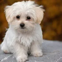 سگ شیتزو 6 ماهه|سگ|رشت, جهاد|دیوار