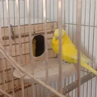 مرغ عشق انگلیسی