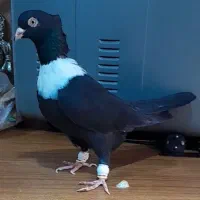 پنج تا کلاغ رسمی نواری