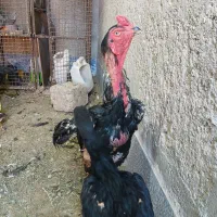 خروس اوشامو|حیوانات مزرعه|تهران, آبشار|دیوار