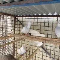 کبوتر طوقی آبی|پرنده|رودهن, |دیوار