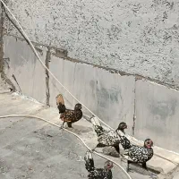 جوجه سبرایت