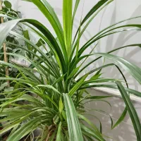 گل طبیعی|گل و گیاه طبیعی|نیشابور, شهید بهشتی|دیوار