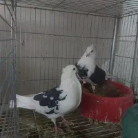 فروش کبوتر دهنجور کاشان با رکورد گرو