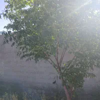 باغ و ویلایی ۵۱۷ متردرنوچاه وآرامگاه فردوسی