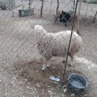 بره نر تمام پروار