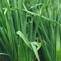 خدمات سبزی خورشتی آشی وپیاز سرخ شده|خوردنی و آشامیدنی|رشت, بلوار گیلان|دیوار