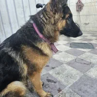 واگذاری سگ ژرمن شولاین ماده اصل|سگ|فیروزآباد (فارس), |دیوار